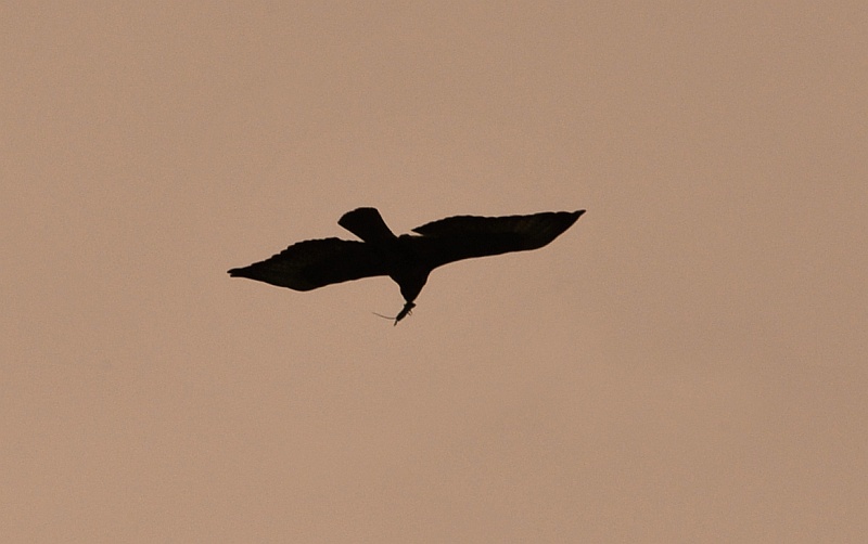 Silhouette di poiana con preda